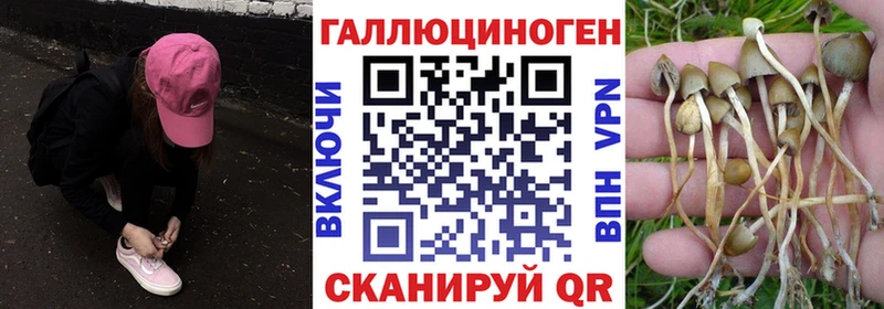 Псилоцибиновые грибы Cubensis  купить   Белая Калитва 